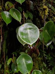 Peperomia hernandiifolia