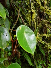 Peperomia hernandiifolia