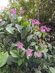 Palicourea lasiantha