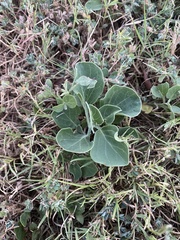 Physalis mollis