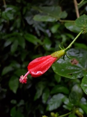 Malvaviscus concinnus