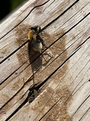 Mesembrina decipiens