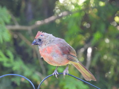 Cardinalis cardinalis