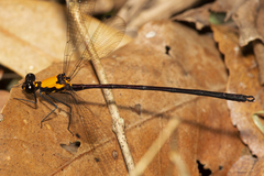 Austroargiolestes chrysoides