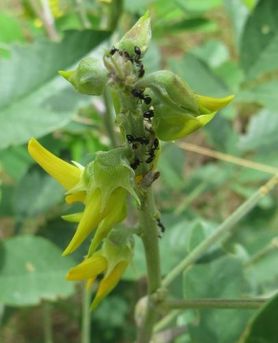 Crotalaria pallida var. pallida