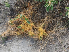 Cuscuta stenolepis