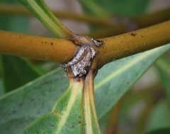 Logania vaginalis