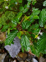 Begonia urticae