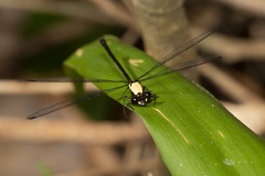 Austroargiolestes chrysoides