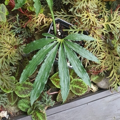 Anthurium polyschistum