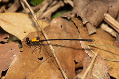 Austroargiolestes chrysoides