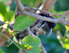 Chalcomitra senegalensis gutturalis