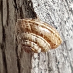 Trochoidea trochoides image