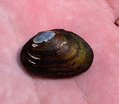 Toxolasma cylindrellum