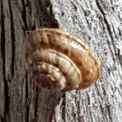 Trochoidea trochoides