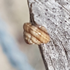 Trochoidea trochoides