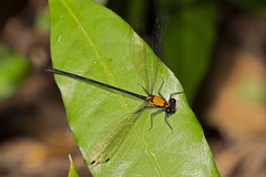Austroargiolestes chrysoides