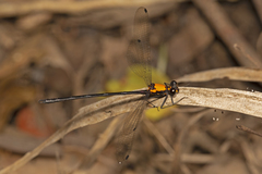 Austroargiolestes chrysoides