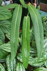 Anthurium pallidiflorum