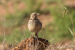 Galerida magnirostris magnirostris