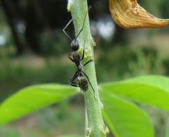 Camponotus cinctellus
