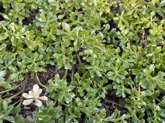 Baccharis patagonica