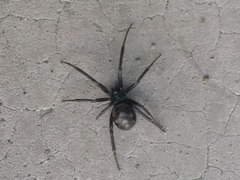 Steatoda grossa