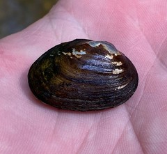 Toxolasma cylindrellum