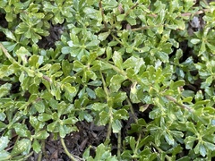 Baccharis patagonica