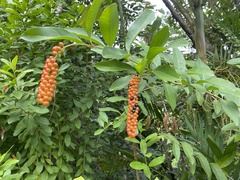 Citharexylum caudatum