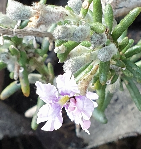 Dampiera rosmarinifolia (Dampiera rosmarinifolia)