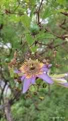 Passiflora bicornis