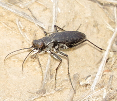 Cicindela obsoleta