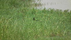 Euplectes progne progne