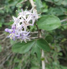 Ehretia rigida nervifolia