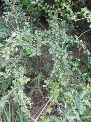 Ehretia rigida nervifolia