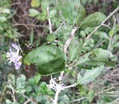 Ehretia rigida nervifolia