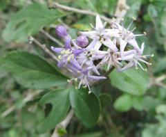 Ehretia rigida nervifolia