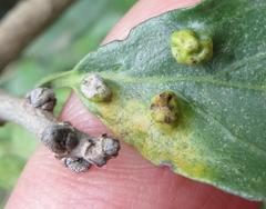 Ehretia rigida nervifolia