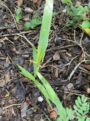 Paspalum langei