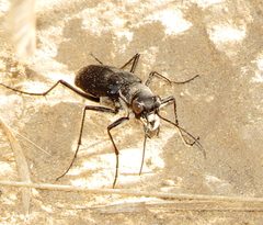 Cicindela obsoleta