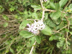 Ehretia rigida nervifolia