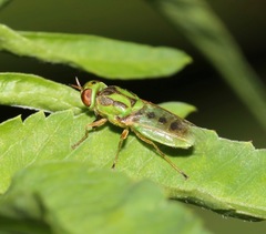 Hedriodiscus trivittatus