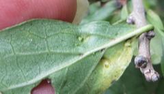 Ehretia rigida nervifolia