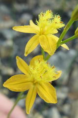 Bulbine favosa