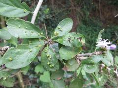 Ehretia rigida nervifolia