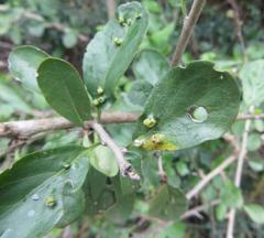Ehretia rigida nervifolia