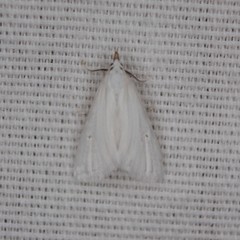 Leptosteges vestaliella