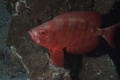 Priacanthidae