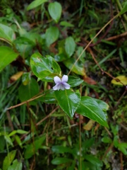 Viola stipularis image
